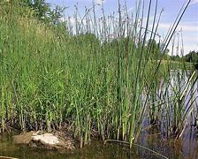 Image result for Pond Weeds Identification