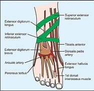 Image result for Arteria Dorsalis Pedis