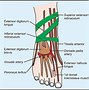 Image result for Dorsal Pedal Artery Anatomy