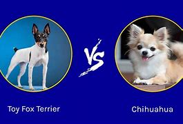 Image result for Fox Terrier X Chihuahua