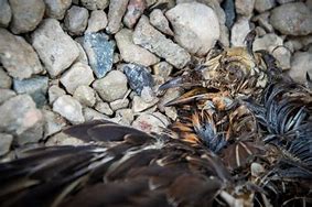 Image result for Dead Bird Bone