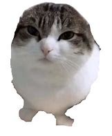 Image result for Wawa Cat PNG