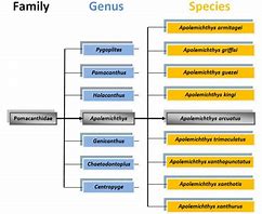 Image result for Taxonomy Classification Chart