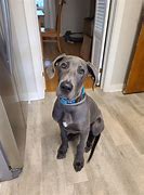 Image result for 5 Month Old Great Dane Puppy