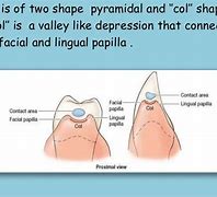 Image result for Col Gingiva