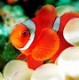 Image result for School of Clownfish