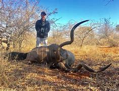 Image result for Kudu Hunting