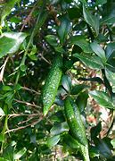 Image result for Citrus Australasica Finger Lime