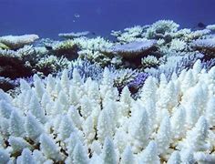 Image result for Global Warming Coral Bleaching