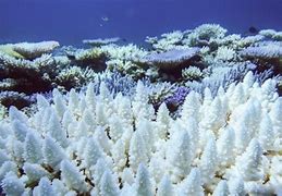 Image result for Coral Bleaching