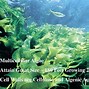 Image result for Algae Examples