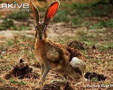 Image result for Tehuantepec Jackrabbit