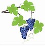 Image result for Grape Vine DXF