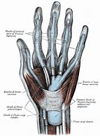 Image result for Flexor Retinaculum of the Hand Function