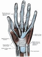 Image result for Structures Under Flexor Retinaculum of Hand