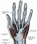 Image result for Flexor Retinaculum Hand Contents Mnemonic