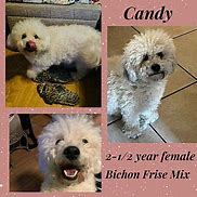 Image result for Bichon Terrier Puppies Mesa