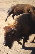 Image result for Wyoming Bison