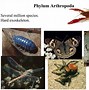 Image result for Arthropoda Phylum Tree