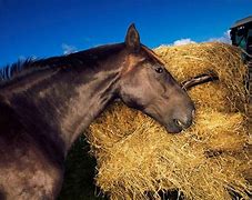 Image result for Herbivore Horses