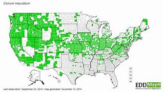 Image result for Poison-hemlock Map