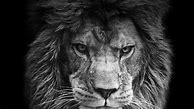 Image result for Angry Lion in the Dark Wallpaper