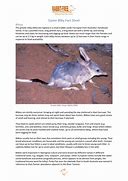 Image result for Bilby Fact Sheet