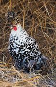 Image result for Fancy Chicken Breeds