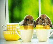 Image result for Super Cute Baby Bunnies