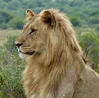 Image result for Teenage Male Lion