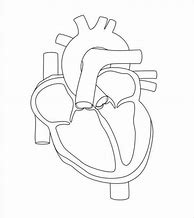 Image result for Drawn Human Heart