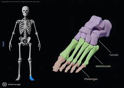 Image result for Phalanges of the Foot Anatomy