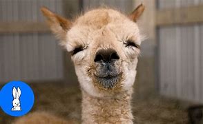 Image result for Cute Fluffy Baby Alpacas