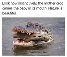 Image result for Beans in Croc Meme