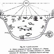 Image result for Ecosystem Drawing