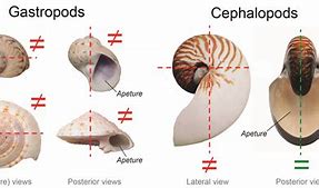 Image result for Cephalopod in Its Shell X-ray