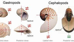 Image result for Cephalopod Internal Shell