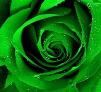 Image result for Itali Roses