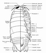 Image result for dorsal anatomy fish