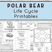 Image result for Polar Bear Life Cycle Chart