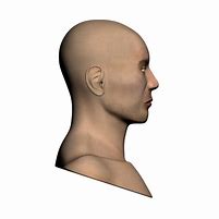 Image result for Head Muscles Side View