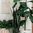 Image result for Cool Plant Pots