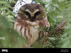 Image result for Northern Saw-whet Owl Eggs