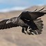 Image result for Raven Goofy Picture