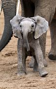 Image result for Smiling Baby Elephant