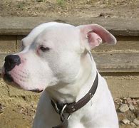 Image result for Scott American Bulldog Puppies