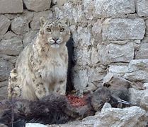 Image result for Snow Leopard Salking Prey