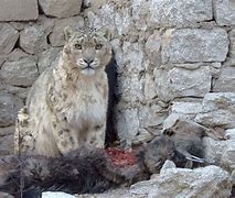 Image result for Snow Leopard Hunt