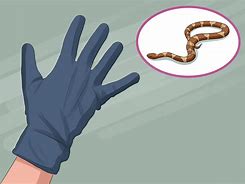 Image result for How to Catch Snakes