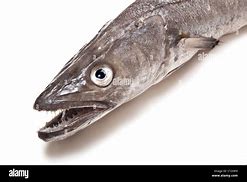 Image result for Melvius Fish